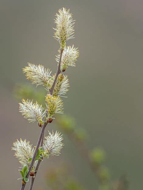 Premium Photo Salix Discolor Pussy Willow In Bloom In Early Spring On