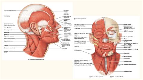 Necesitar Jadeo Anillo Duro Anatomia Humana Musculos De La Cabeza