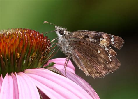 Horace S Duskywing Butterfly Identification Photos Facts Size Host