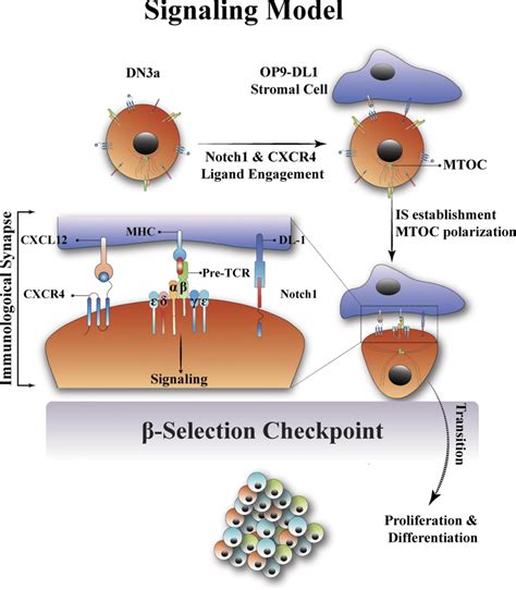 A new model for the β selection checkpoint that incorporates an