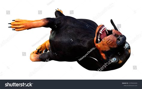 3d Rendering Dachshund Badger Dog Sausage Stock Illustration 1579934320