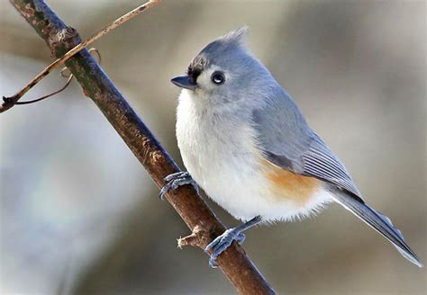 Michigan Winter Birds Tufted Titmouse Calhoun County MI Robert