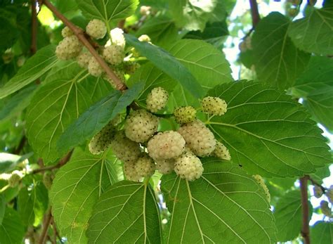 Morus Alba Galicia Morwa Biała