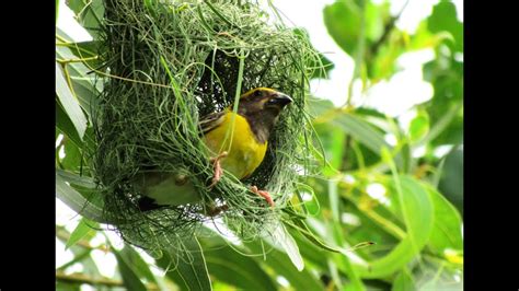 Weaver Bird Superfast Nest Building By Baya Weaver Youtube