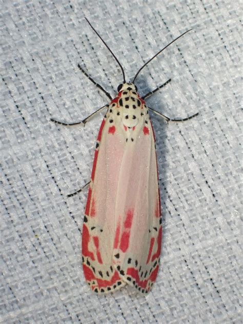 Ornate Bella Moth From Le Gosier Guadeloupe On January 2 2024 At 08