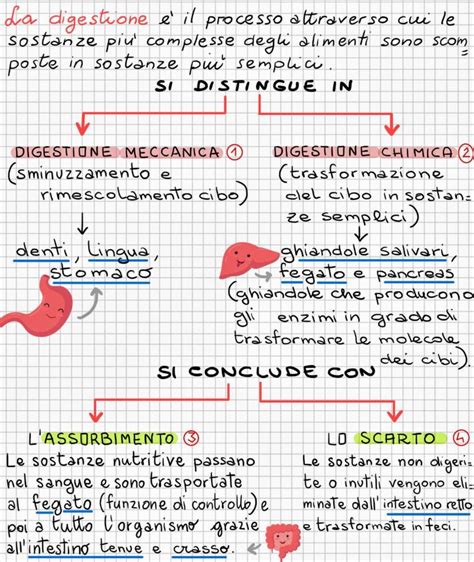 Fare Scienze In Quinta Apparato Digerente E Locomotore Per Fare