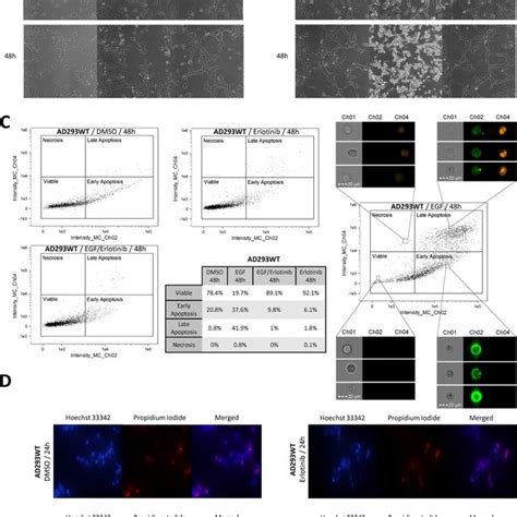 Serum Starved Egf Treated Cells Expressing Wild Type Egfr Undergo