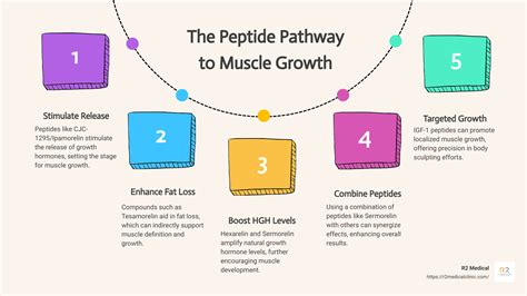 5 Best Peptides For Muscle Growth Compared R2 Medical Clinics