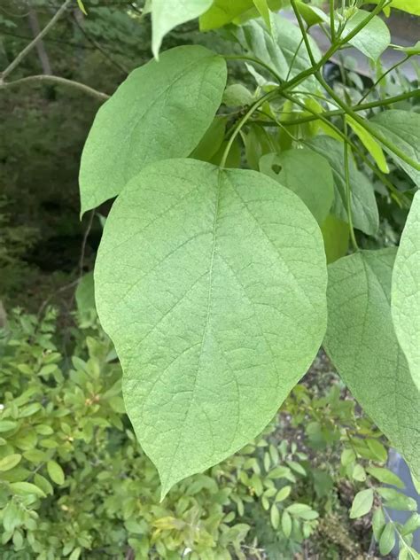 Catalpa Speciosa Flowering Tree Catawba Tree Hardy Catalpa