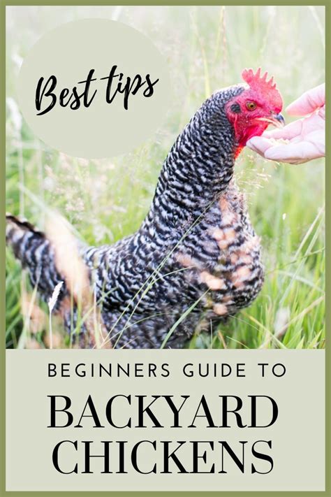 Beginners Guide To Backyard Chickens Best Tips For New Chicken Owners