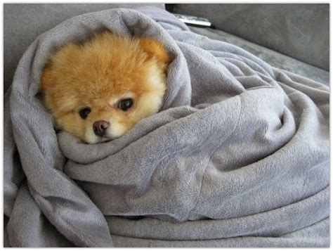 Cuddle With A Blanket