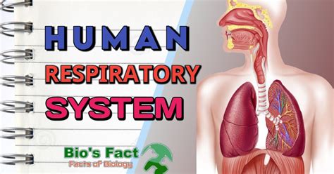 Human Respiratory System | Physiology, Anatomy and Functions - Bio's Fact