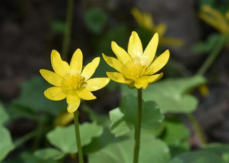 Premium Photo Two Yellow Flowers With The Word Primrose On The Bottom