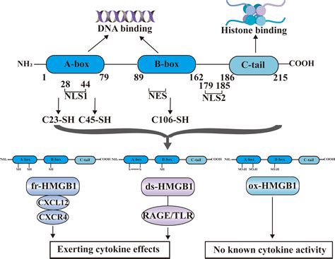 Frontiers Hmgb1 A Double Edged Sword And Therapeutic Target In The