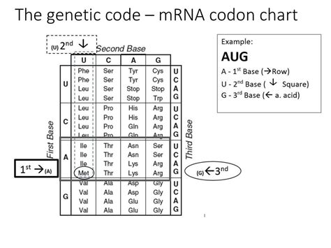 TRNA Amino Acid Chart