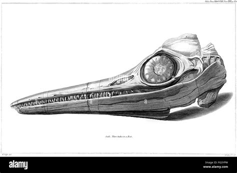 Mary anning ichthyosaur Black and White Stock Photos & Images - Alamy