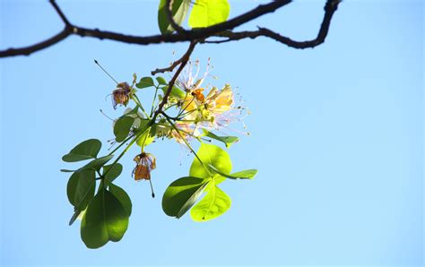 Flower of crateva blooming on twig of branch with green leaves and ...