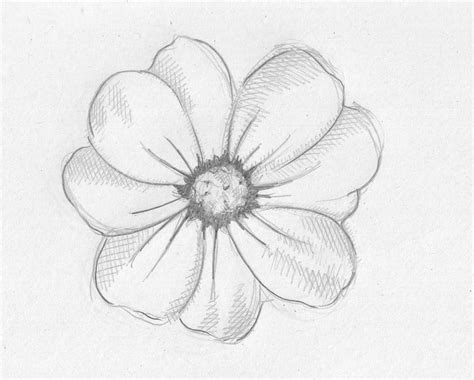 Flower3 Sketches Drawings And Flower Drawings