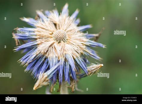 Echinops Orientalis Globe Thistle Blue Flower Turning To Seed Stock