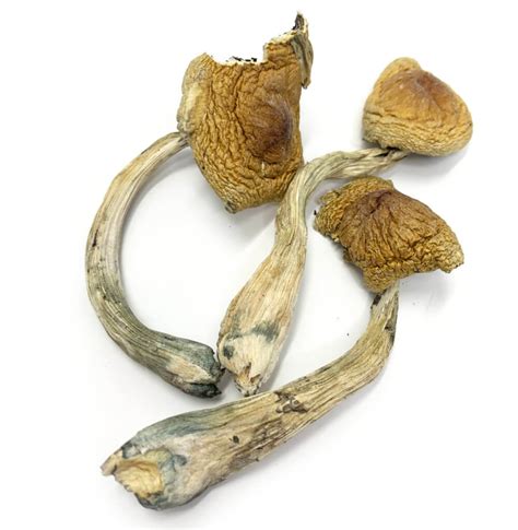 Pes Amazonia Psilocybe Cubensis Magic Mushrooms Bc Medi Chronic