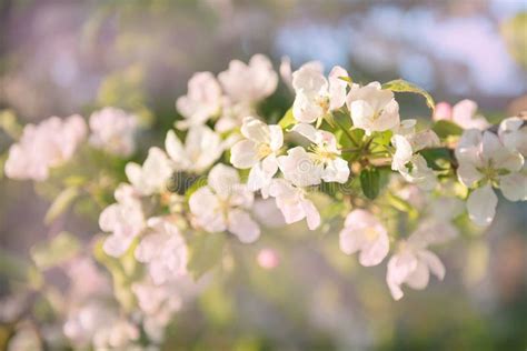 Blossom Apple Tree Flowers Macro Spring Time Bright White An Apple