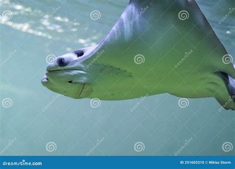 Whiptail Stingray Swims Underwater Stock Photo Image Of Underwater