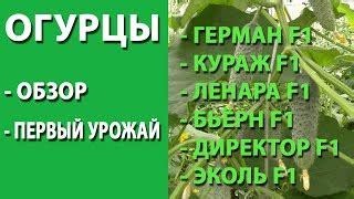 Огурец Эколь: отзывы, описание сорта, фото, видео, отзывы ...
