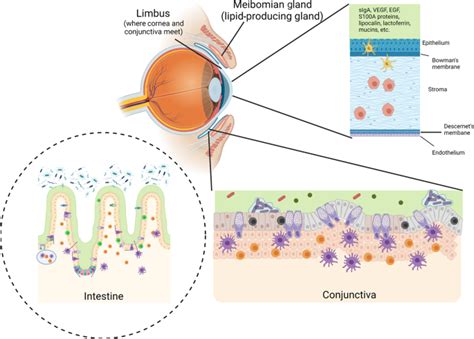 眼表粘膜免疫学 Mucosal Immunology X MOL