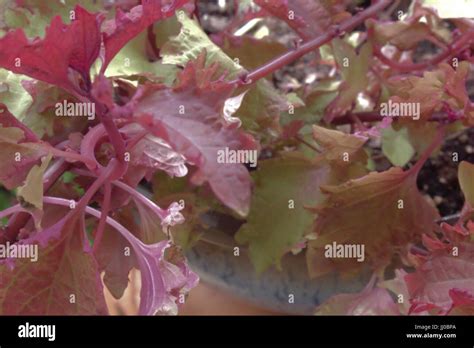 Henna plant hi-res stock photography and images - Alamy