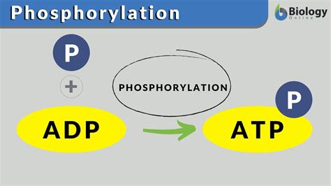 Vertical proliferation definition. Horizontal and vertical: The ...