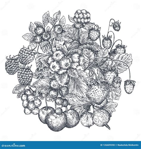 Vector Illustration Of Hand Drawn Vector Berries Stock Vector