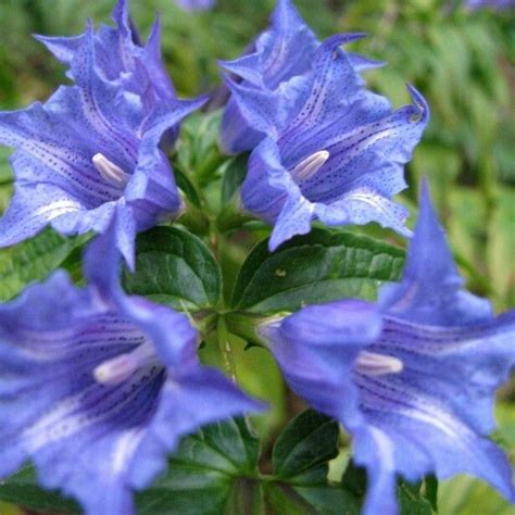 Gentiane Ascl Piade Gentiana Asclepiadea Flowers Gentian Flower