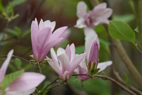 Magnolia George Henry Kern 30 40 Cm SQ10177 1