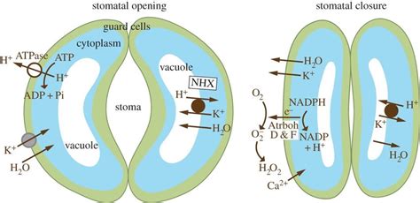 Opening and closing of stomata by guard cells. A highly simplified... | Download Scientific Diagram