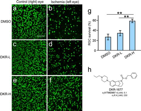 Rgc Protection By Dkr 1677 Eyes Of Wildtype Mice Were Intravitreally