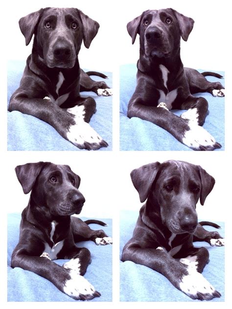 Milady. My labradane Domino, Woof, Puppy Love, Labrador Retriever ...