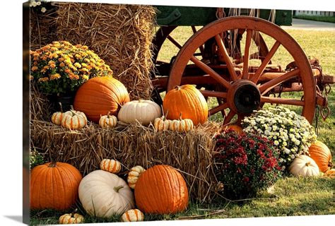 Autumn Pumpkins and Mum Display Wall Art, Canvas Prints, Framed Prints ...