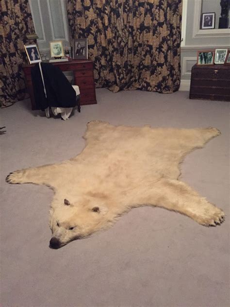 Polar bear skin - Icon - The Institute of Conservation