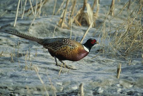 Free picture: ring, necked, pheasant, male, walking, sand, sparse ...