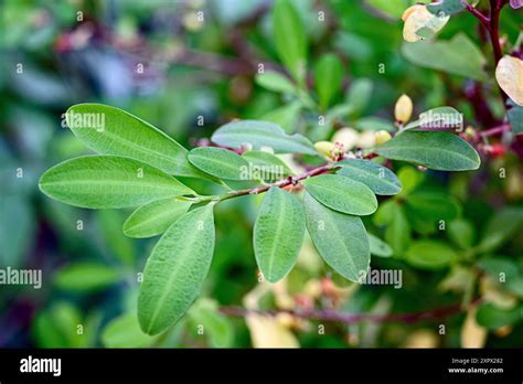 coca erythroxylum coca erythroxylaceae hallucinogenic plant