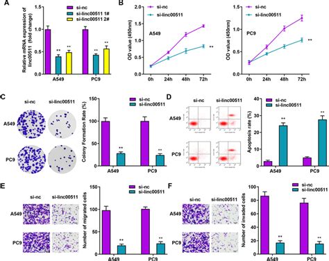 Linc00511 Downregulation Inhibits Luad Cell Proliferation Migration Download Scientific