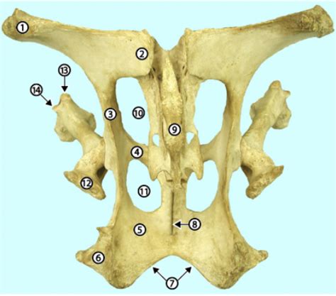 Bovine Pelvis Diagram Quizlet