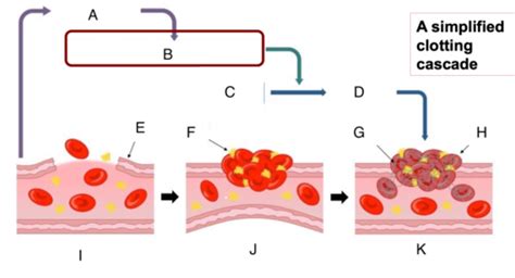 Blood Components And Clotting Flashcards Quizlet