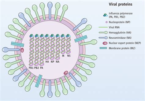 Visualizing The Influenza Genome Science