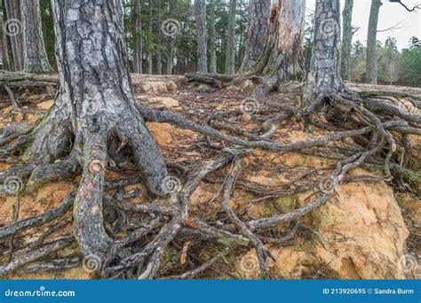 Tree Roots Exposed From Erosion Stock Image Image Of Gnarled