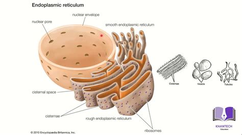 Endoplasmic Reticulum Structure And Functions Hindi Urdu Youtube