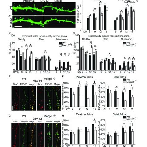 Morphological characterization of rat and mouse hippocampal neurons ... 