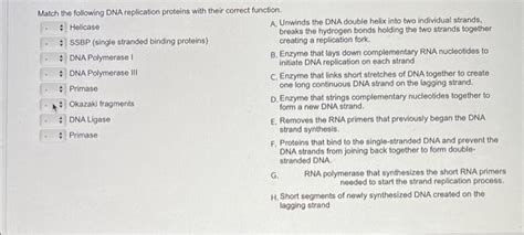 Solved Match The Following Dna Replication Proteins With Chegg