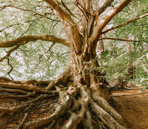 Where Do The Worlds Oldest Trees Stand Mental Itch