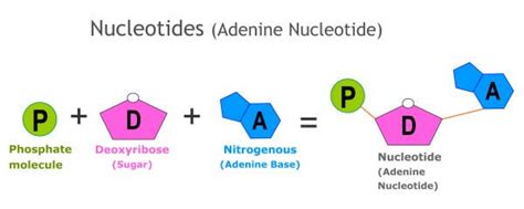 DNA Structure | Biology Dictionary